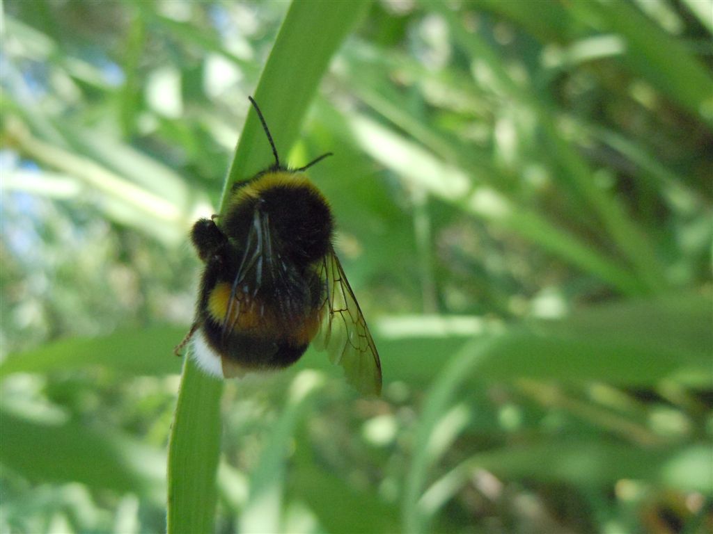 Bombus terrestris?